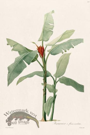 Les Liliacees Redoute 307